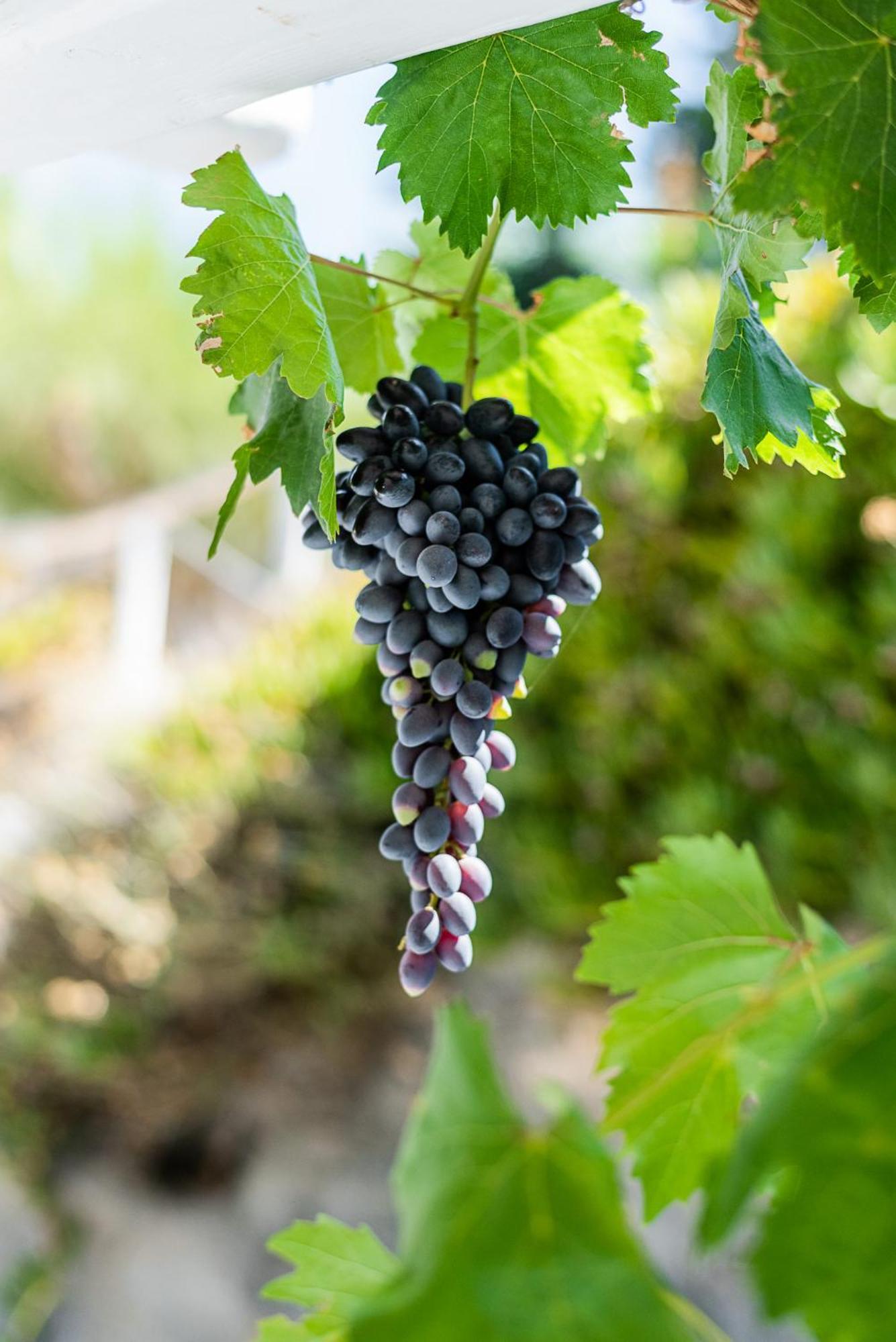 Kostantakis Winery Estate Guest House Pollonia Exterior foto